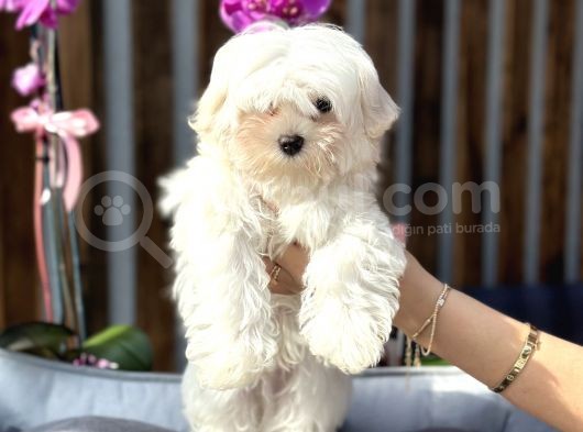 Kore Teacup Maltese Yavrumuz görsel