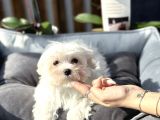 Kore Teacup Maltese Yavrumuz