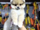Pomeranian Boo