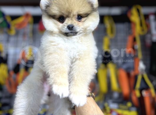 Pomeranian Boo görsel