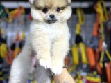 Pomeranian Boo