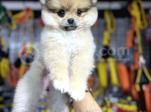 Pomeranian Boo görsel