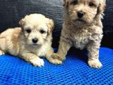Maltipoo Bebekler