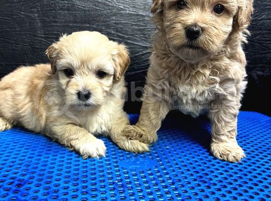 Maltipoo Bebekler görsel