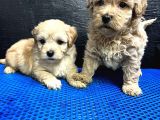 Maltipoo Bebekler