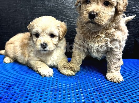 Maltipoo Bebekler görsel