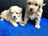 Maltipoo Bebekler