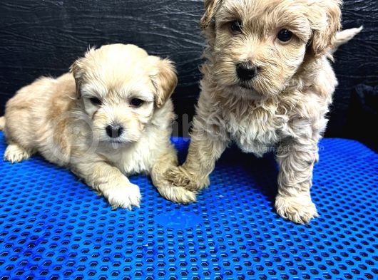Maltipoo Bebekler
