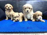 Maltipoo Bebekler