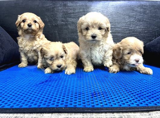 Maltipoo Bebekler görsel