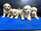 Maltipoo Bebekler