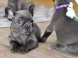 Blue French Bulldog Yavrumuz
