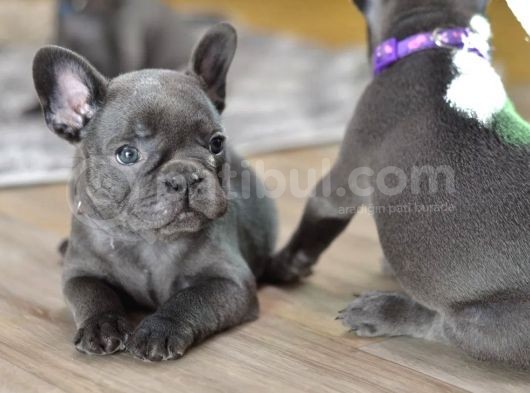 Blue French Bulldog Yavrumuz görsel