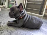 Blue French Bulldog Yavrumuz