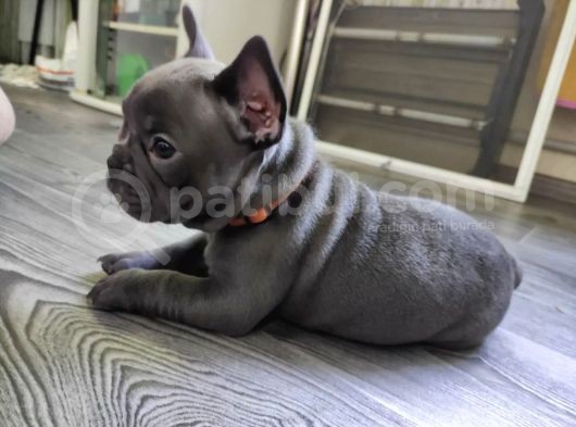 Blue French Bulldog Yavrumuz görsel