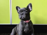 Blue french bulldog yavrumuz