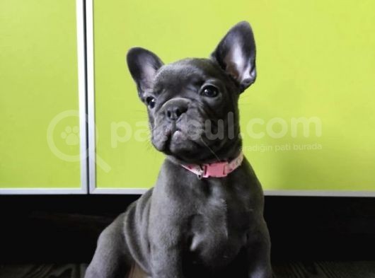 Blue French Bulldog Yavrumuz