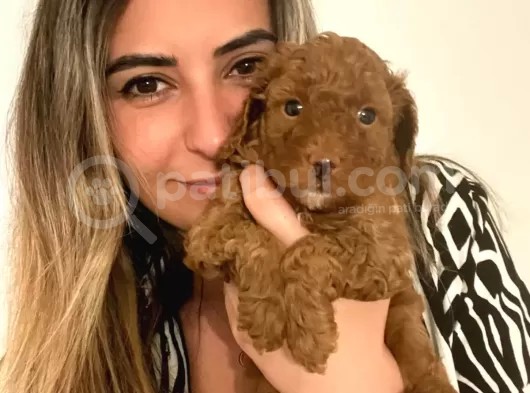 A Scr Toy Poodle Bebekleri̇mi̇z görsel