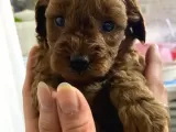 A SCR TOY POODLE BEBEKLERİMİZ