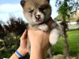 Irk Ve Sağlık Garantili Akita Yavrular