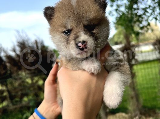 Irk Ve Sağlık Garantili Akita Yavrular görsel