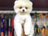 Pomeranian Boo