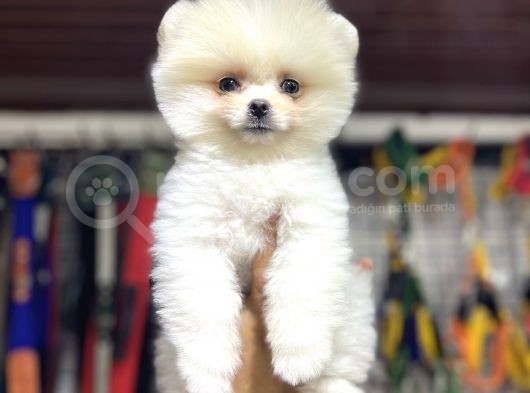 Pomeranian Boo görsel