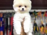 Pomeranian Boo