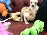 Petmode Köpek Çiftliğinden Tea Cup Chihuahua Yavrumuz