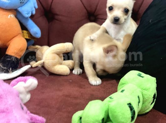 Petmode Köpek Çiftliğinden Tea Cup Chihuahua Yavrumuz görsel