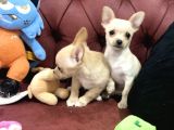 Petmode Köpek Çiftliğinden Tea Cup Chihuahua Yavrumuz
