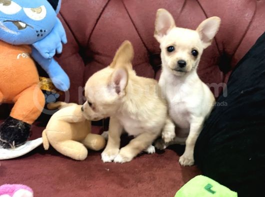 Petmode Köpek Çiftliğinden Tea Cup Chihuahua Yavrumuz görsel