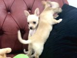 Petmode Köpek Çiftliğinden Tea Cup Chihuahua Yavrumuz
