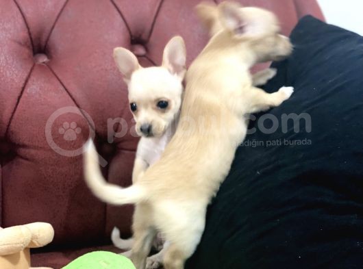 Petmode Köpek Çiftliğinden Tea Cup Chihuahua Yavrumuz görsel