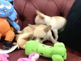 Petmode Köpek Çiftliğinden Tea Cup Chihuahua Yavrumuz