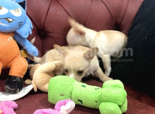 Petmode Köpek Çiftliğinden Tea Cup Chihuahua Yavrumuz görsel