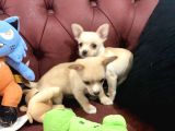 Petmode Köpek Çiftliğinden Tea Cup Chihuahua Yavrumuz