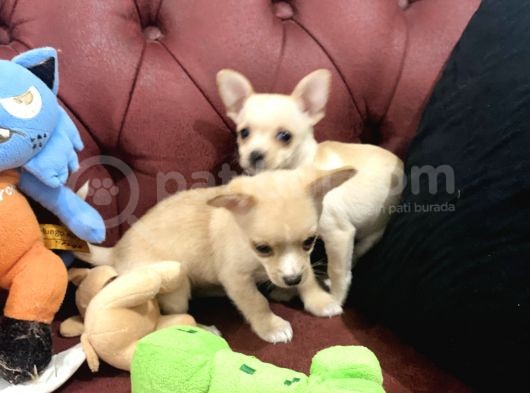 Petmode Köpek Çiftliğinden Tea Cup Chihuahua Yavrumuz görsel
