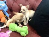 Petmode Köpek Çiftliğinden Tea Cup Chihuahua Yavrumuz