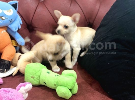 Petmode Köpek Çiftliğinden Tea Cup Chihuahua Yavrumuz görsel