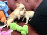 Petmode Köpek Çiftliğinden tea cup chihuahua Yavrumuz
