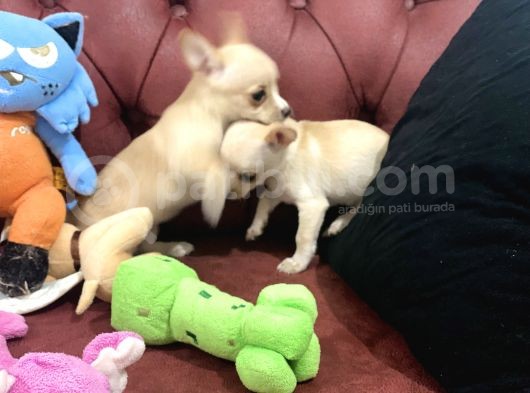 Petmode Köpek Çiftliğinden Tea Cup Chihuahua Yavrumuz