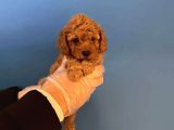 Irk Garanti̇li̇ Toy Poodle Yavrularimiz