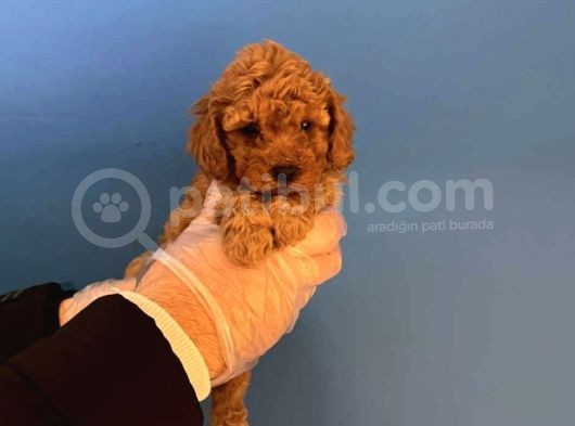 Irk Garanti̇li̇ Toy Poodle Yavrularimiz görsel