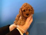 Irk Garanti̇li̇ Toy Poodle Yavrularimiz