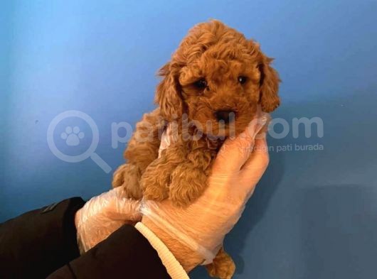 Irk Garanti̇li̇ Toy Poodle Yavrularimiz görsel