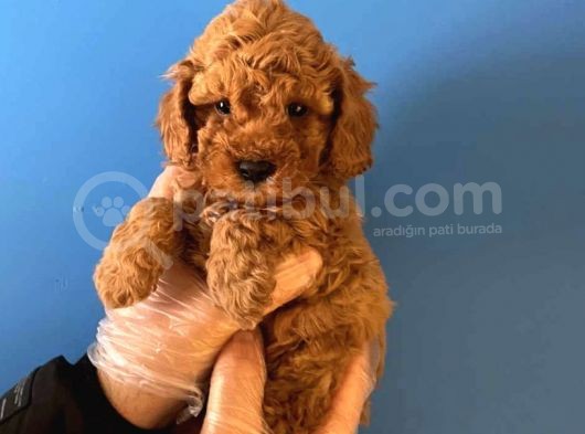 Irk Garanti̇li̇ Toy Poodle Yavrularimiz