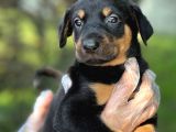 Üst Kalite Harika Anatomi Doberman Yavrular