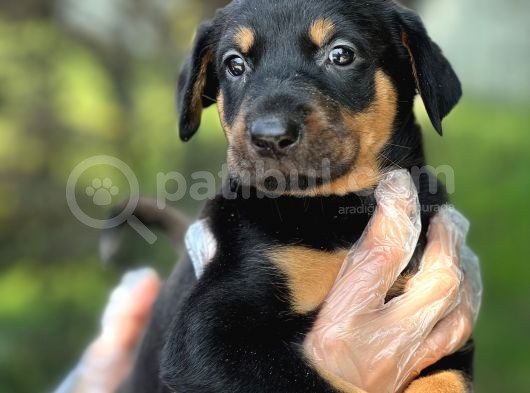 Üst Kalite Harika Anatomi Doberman Yavrular görsel