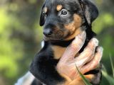 Üst Kalite Harika Anatomi Doberman Yavrular